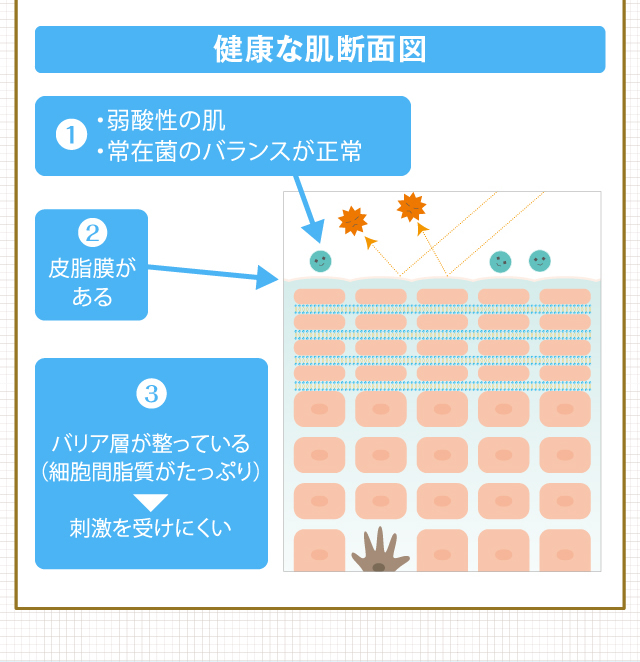 1.弱酸性の肌・常在菌のバランスが正常2.皮脂膜がある3.バリア層が整っている（細胞間脂質がたっぷり）→刺激を受けにくい